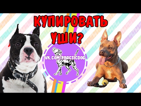 Видео: Купировать уши питбулю,стаффу или нет?