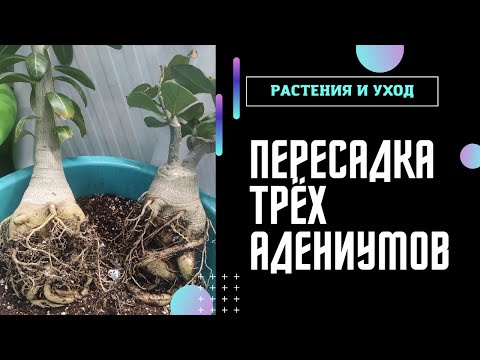 Видео: ПЕРЕСАДКА АДЕНИУМА 1000-й подписчик ОТЗОВИСЬ! #адениум #adenium