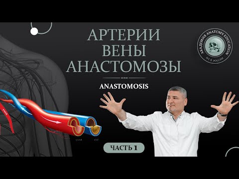 Видео: Артерии. Вены. Анастомозы / Anastomoses. Часть 1
