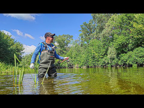 Видео: ЛОВЛЯ ХИЩНИКА В БРОД! Река Псёл!