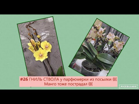 Видео: # 26 От ПОЛУЧЕНИЯ до СПАСЕНИЯ! Phal.  VALKION - начало ее истории🌺 Наблюдаем дальше)