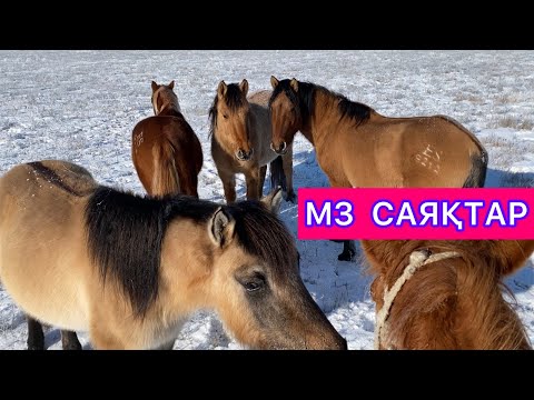Видео: Мугалжар жылкысы мз тайлар мен мз кунандар #жеребец #жылкы #лошади #аттар