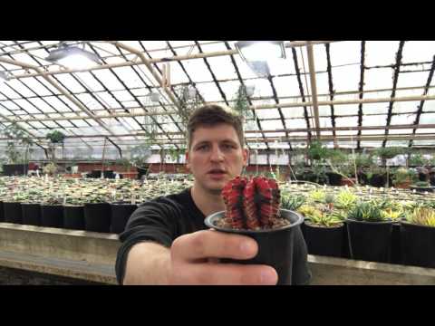 Видео: Прививка кактусов, адениумов и других суккулентов - за и против