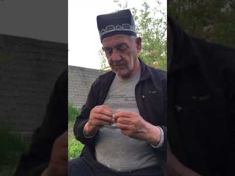 Видео: пайванд янгичаси / окулировка