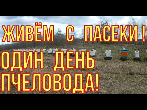 Видео: Пчеловодство как бизнес. Один день из жизни пчеловода.