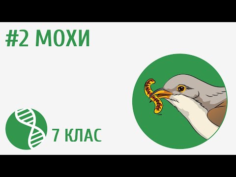 Видео: Мохи #2