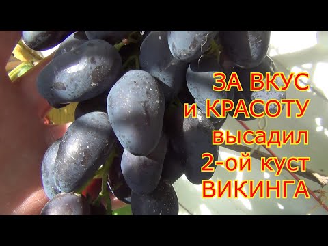 Видео: ВИКИНГи в Подмосковье. Почему я высадил 2-ой куст Викинга