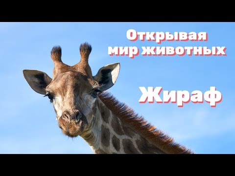 Видео: Открывая мир животных жираф. Выпуск 1