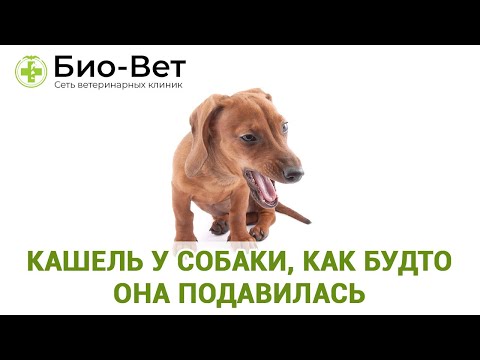 Видео: Кашель у собаки, как будто она подавилась / Ветеринарная клиника Био-Вет