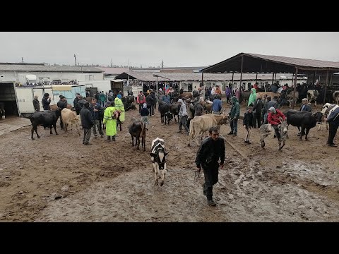 Видео: 😱 Дар бозор гов нест 😱 Молбозори Ленский Раён ш.Душанбе 23 октября 2024