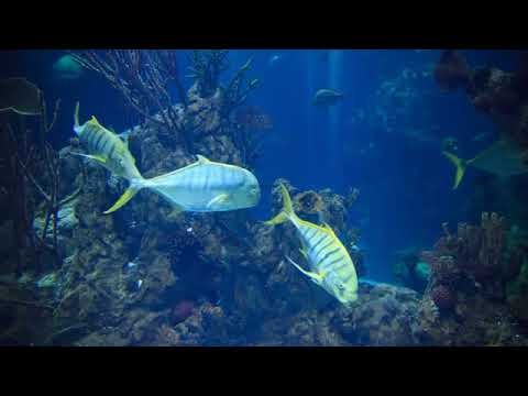 Видео: Ошо, Часть - 02. Внутренний свет, озвучивает Nikosho