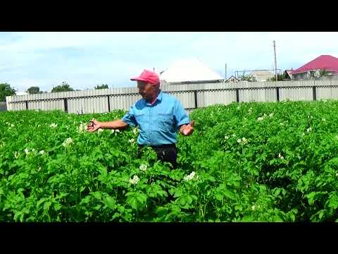 Видео: Вся картошка вырастает с кулак- мельче не бывает! Что для этого делают.