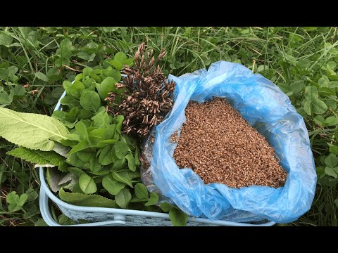 Видео: Семена подорожника, бутня ароматного в кулинарии. Песто из клевера.