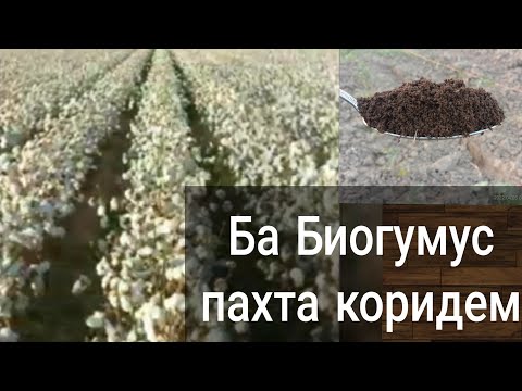 Видео: Н-24 Бо Биогумус пахта коридем +992557002216 Имо ватсап 05.04.2022г