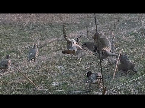 Видео: 20 октября 2025 г.