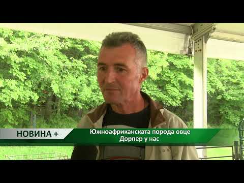 Видео: Новина плюс: Южноафриканската порода овце Дорпер у нас, автори: М. Спасова, Г. Куситасев