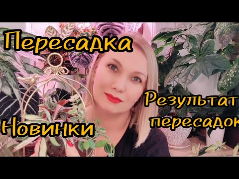 Видео: Пересадка и что стало с растениями после + новинки