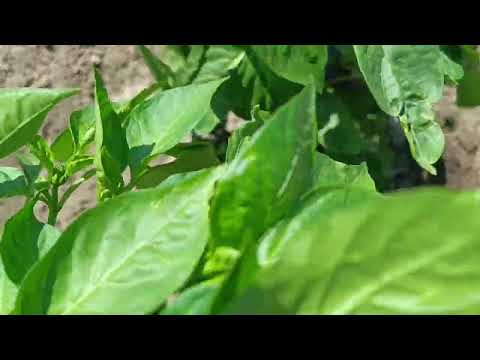 Видео: ЧОГО ж НЕ ВИСТАЧАЄ вашому ПЕРЦЕВІ. Рішення Є.