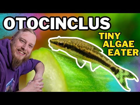 Видео: Отоцинклюс (карликовый присосавшийся сомик): ВСЁ, что вам нужно знать! Полное руководство по уходу.
