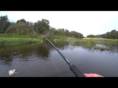 Видео: PIG SHAD JR. Первый выезд по щуке 2021!