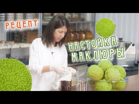 Видео: Настойка маклюры (Адамова яблока) рецепт