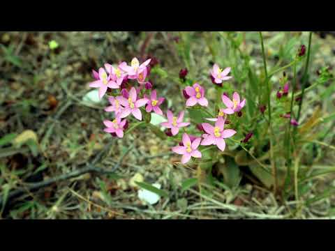 Видео: Лекарственные растения весной.ч2.