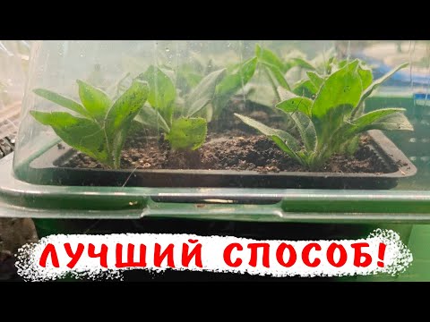 Видео: Секреты черенкования разных растений! Лайфхак укоренения черенков разных цветов