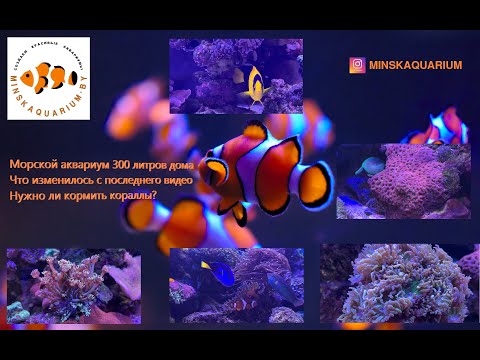 Видео: Морской аквариум 300 литров дома. Клоуны сели в актинию. Нужно ли кормить кораллы.