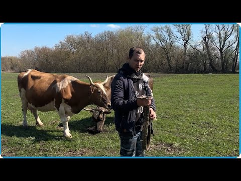 Видео: ВСЁ ТАКИ ПРОДАЛИ КОРОВУ И НА ЭТОМ НЕ ОСТАНОВИМСЯ, ДЕРЕВЕНСКАЯ ЖИЗНЬ В КУРСКОЙ ДЕРЕВНЕ