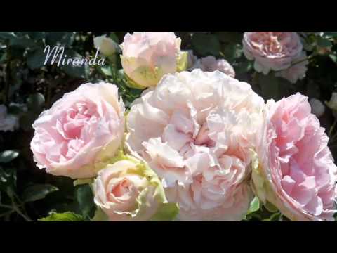 Видео: МОИ РОЗЫ 2015