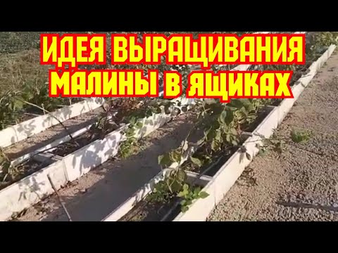 Видео: Идея выращивания малины в пенопластовых ящиках.