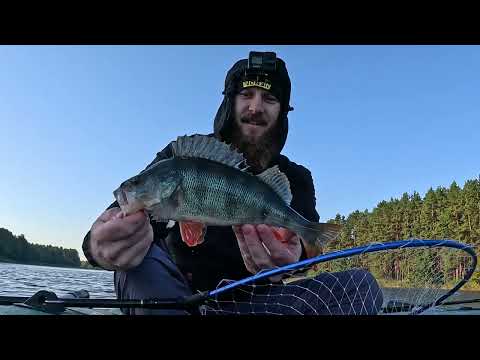 Видео: На платник за судаком! Доладні окуні на слаги!