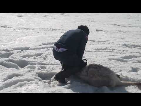 Видео: 22 02 2025 НҰРСҰЛТАН МЫРЗА КОКПАР