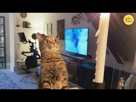 Видео: Эту кошку нашли в кустах во время шторма, и теперь она целует их каждое утро