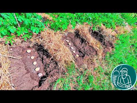 Видео: Посадка картофеля летом под сено без лопаты и мотоблока по технологии Гордеевых