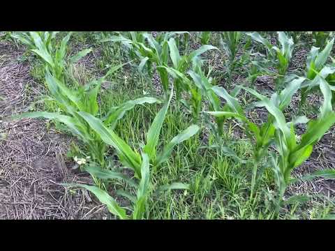 Видео: Дія гербіциду Елюміс 1.8л/га на кукурудзу та бур’яни