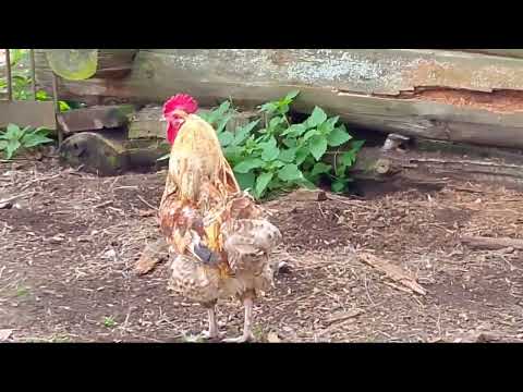 Видео: Выпустил цыплят на улицу
