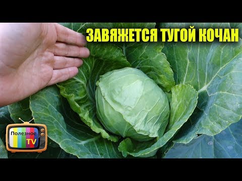 Видео: ЕСЛИ ХОТИТЕ ПОЛУЧИТЬ ТУГОЙ КОЧАН КАПУСТЫ ЗАПОМНИТЕ ЭТО ПРАВИЛО