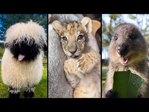 Видео: Cute and funny ANIMALS.🐯 And Some Just Interesting Moments.🐷Videos🔶 Сompilation # 14🔶