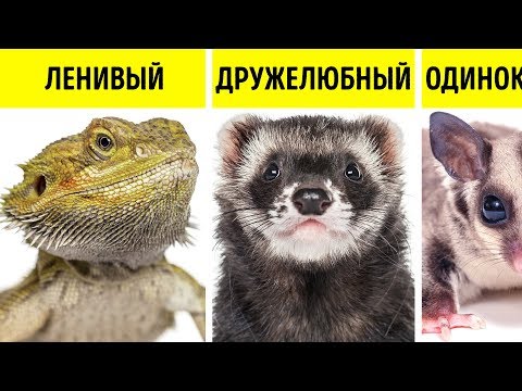 Видео: Какое Животное Больше Всего Подходит вам по Характеру?