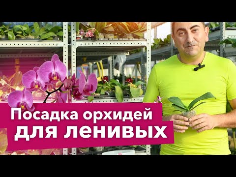 Видео: ОРХИДЕЯ БУДЕТ ЦВЕСТИ КАК СУМАСШЕДШАЯ, если посадить ее по всем правилам!