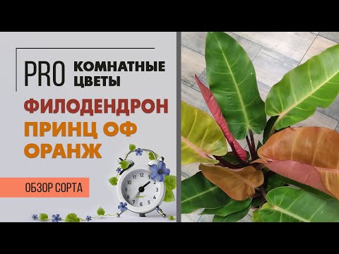 Видео: Филодендрон Принц оф Оранж - феерия цвета | Обзор удивительного сорта филодендрона