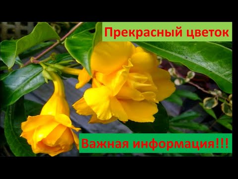 Видео: Дипладения, что любит, почему пропадает? Самые важные моменты в уходе.