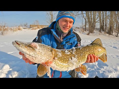 Видео: Жерлицы СРАБАТЫВАЮТ ПРЯМО В РУКАХ! ЭТО НАДО ВИДЕТЬ! Зимняя рыбалка. Щука, Плотва и толстый лёд