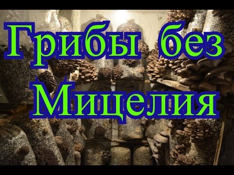 Видео: Грибы Вешенка без Мицелия Сбор Урожая с Экспериментальных Блоков Смешанным Субстратом Листья Опилки