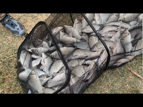 Видео: Осеняя рыбалка на Сырдарье.
