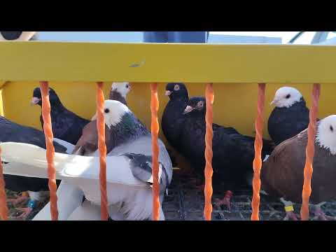 Видео: Ярмарка голубей Минск   25 августа 2024 г.Pigeon Fair Minsk August 25, 2024