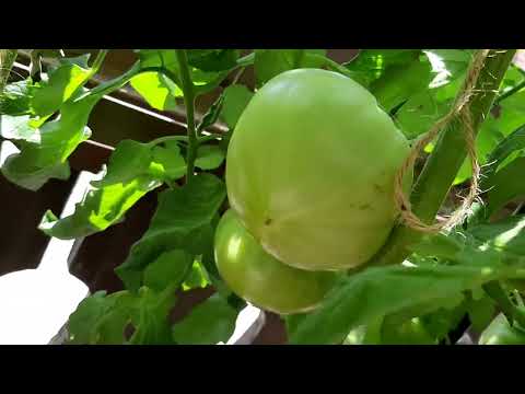 Видео: Мойте домати на тераската и в градинката.13 Юли 2025