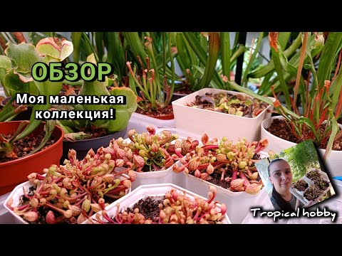 Видео: Обзор моей коллекции. Хищные растения.