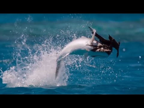 Видео: Эта рыба охотится на птиц! Гигантский каранкс – подводный монстр!